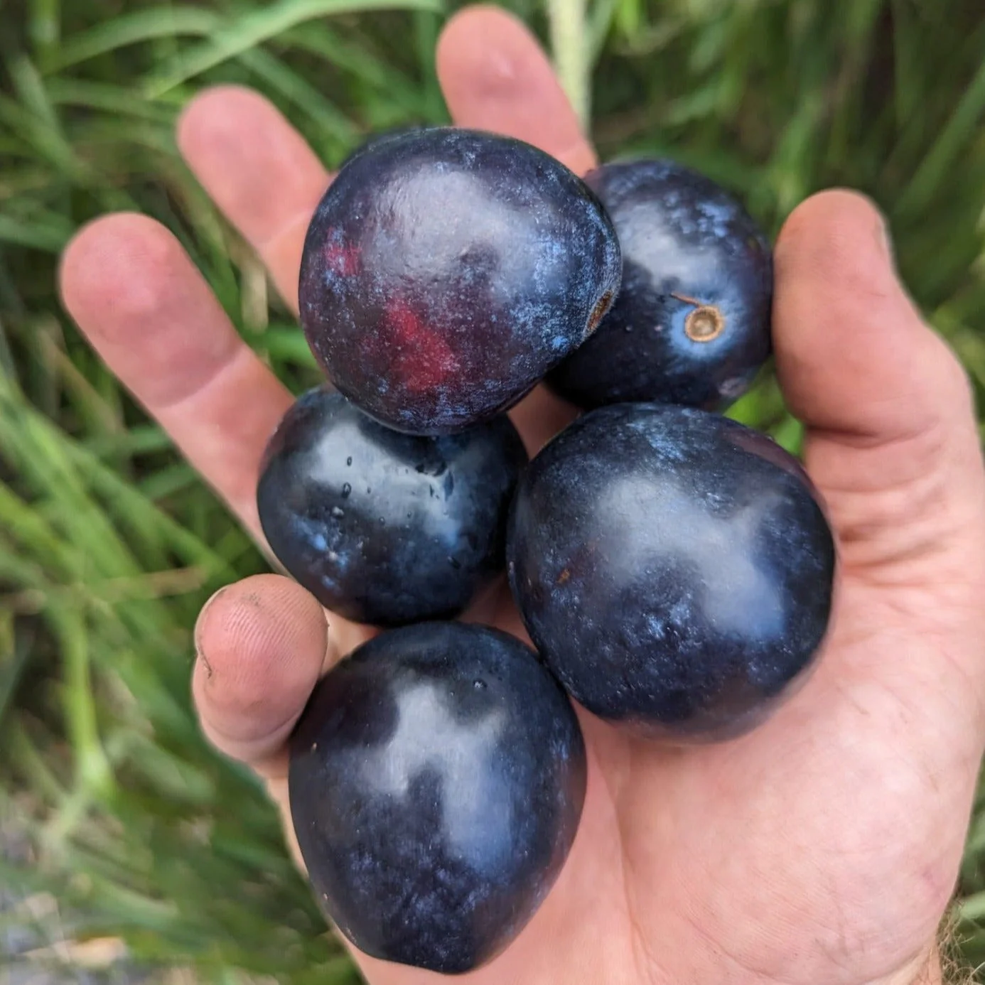 100g Organic Freeze Dried Davidson Plum Powder - Image 3