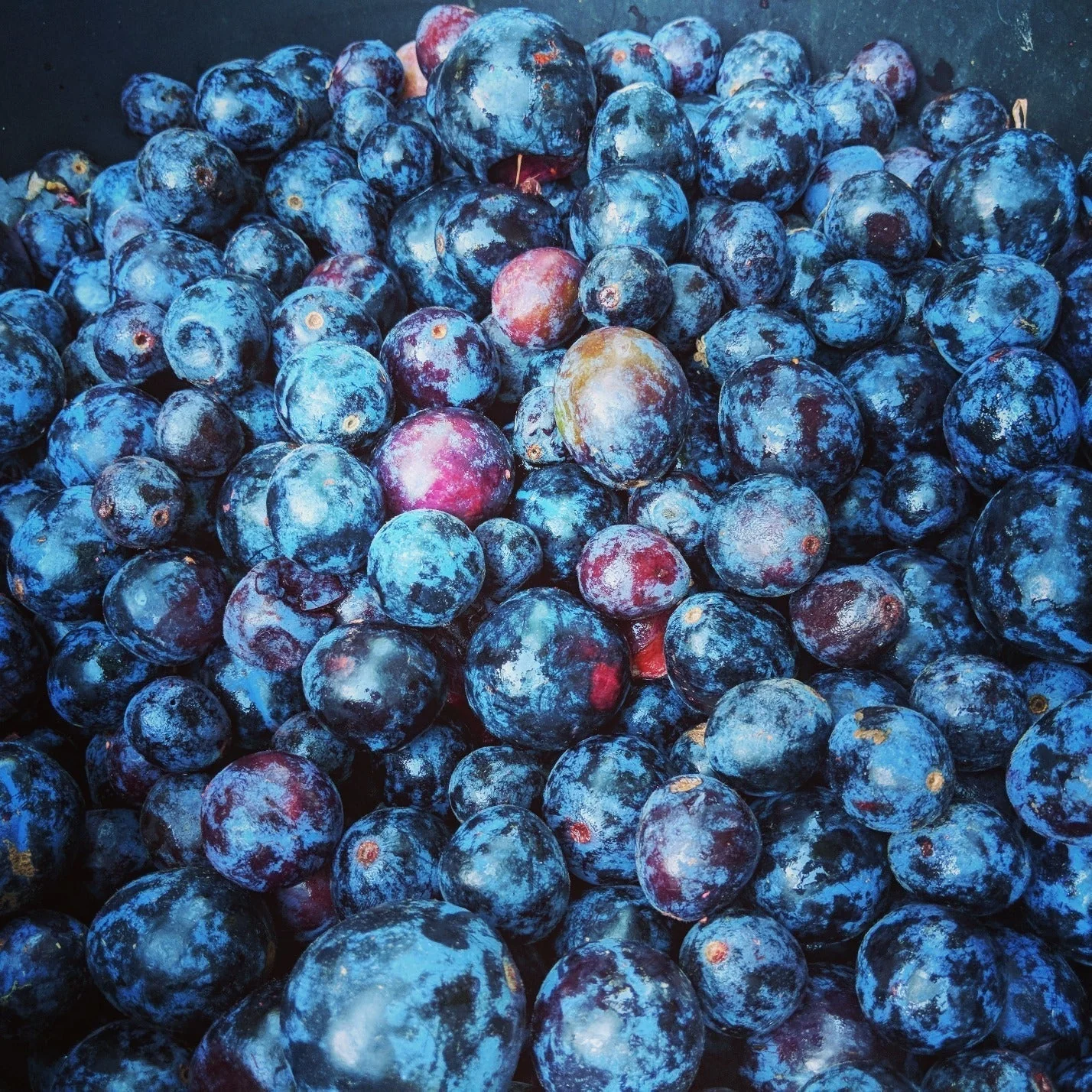 100g Organic Freeze Dried Davidson Plum Powder - Image 4