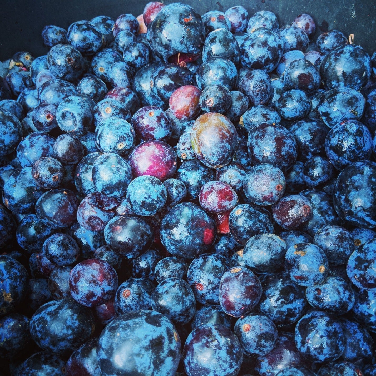 1kg x Davidson Plum Powder (Freeze Dried) - Image 5