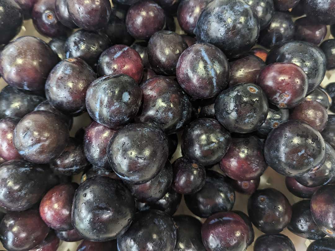 Davidson Plum
