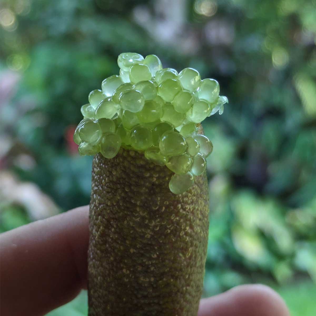 Fresh Finger Limes - Image 2