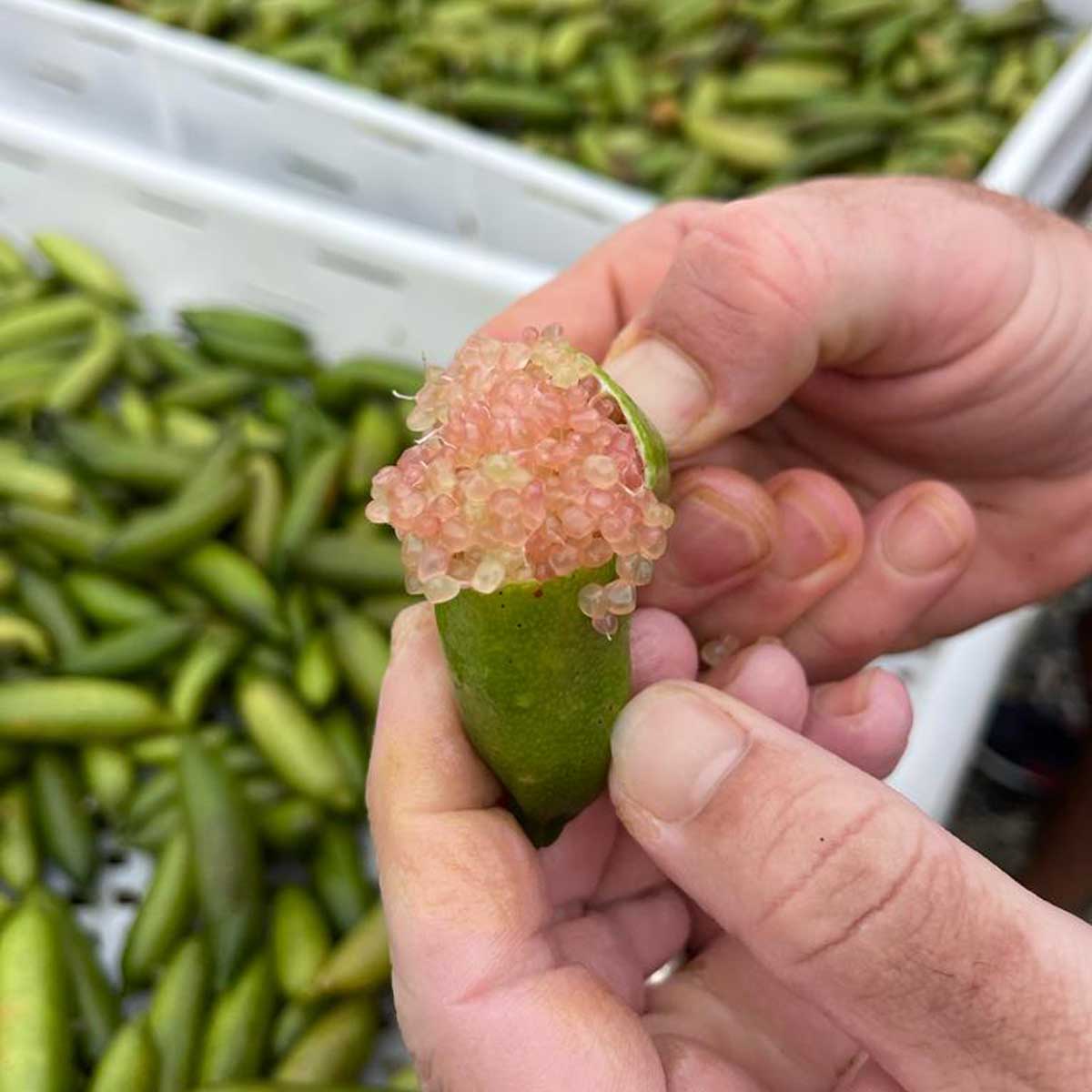 Fresh Finger Limes - Image 3