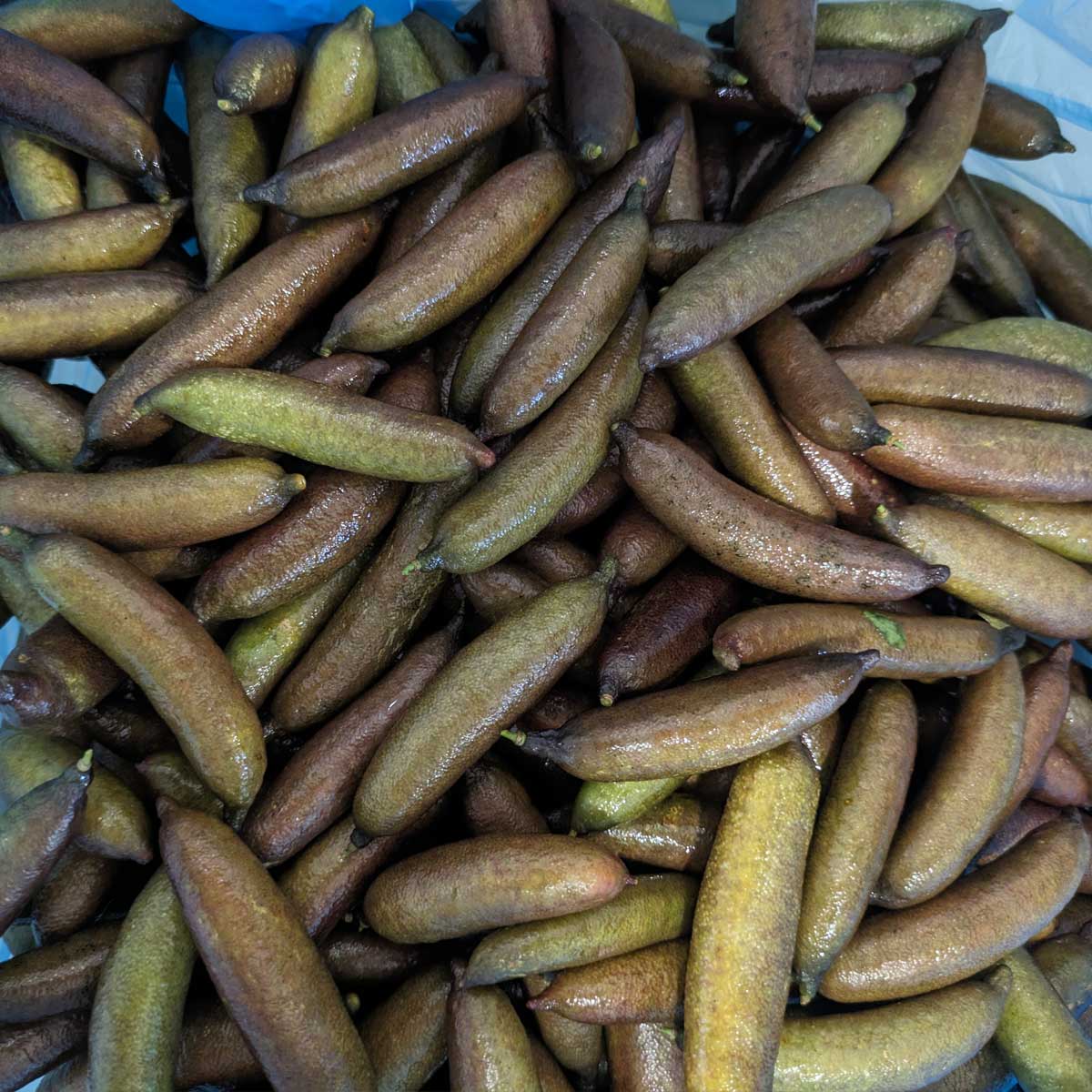 Fresh Finger Limes - Image 4