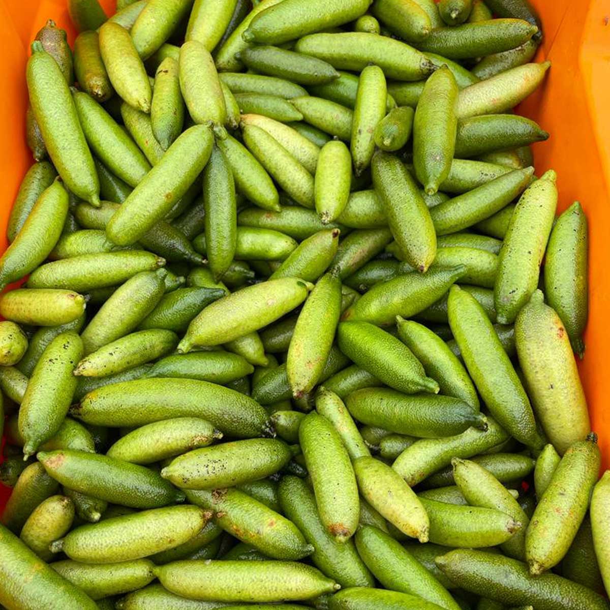 Fresh Finger Limes - Image 5