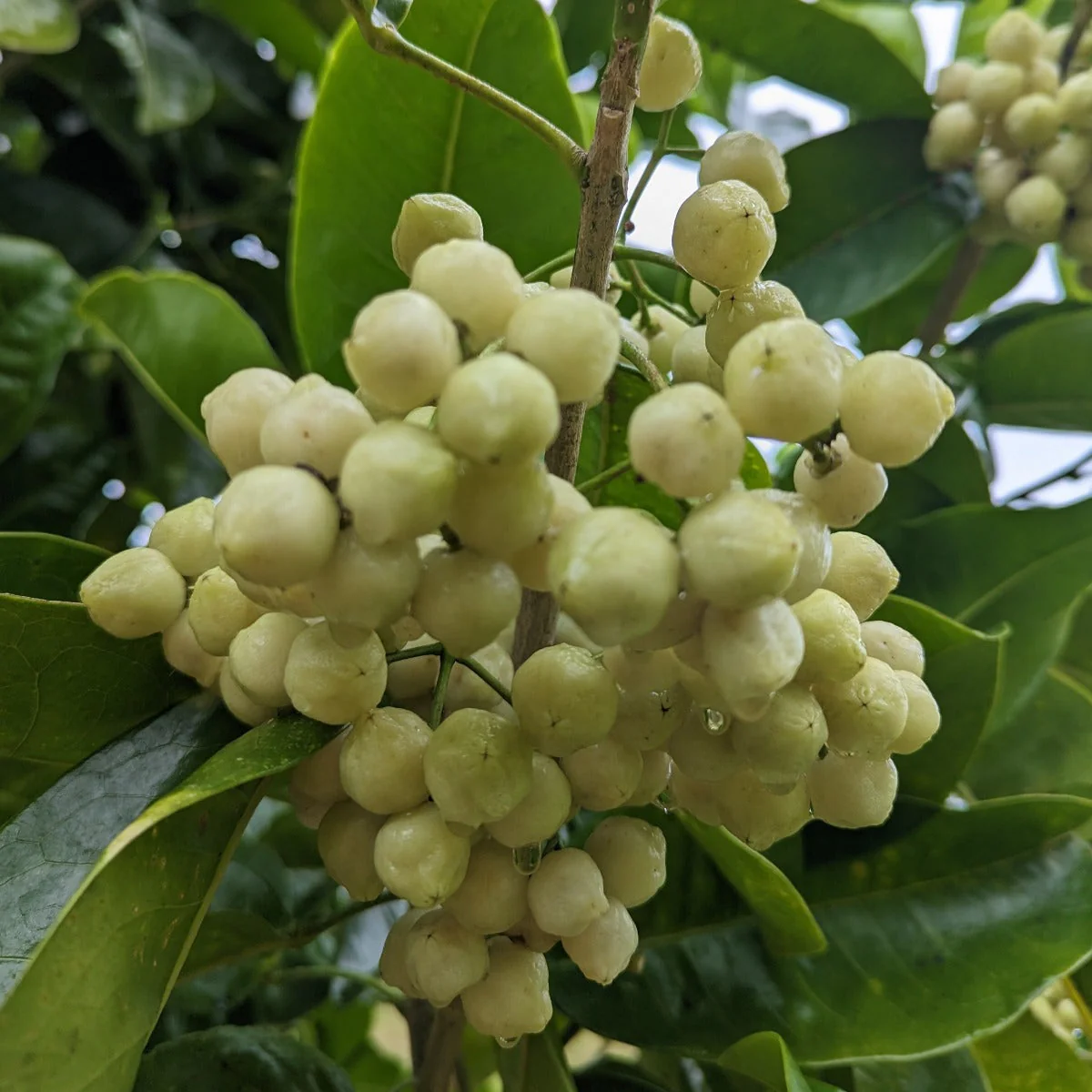 5kg Lemon Aspen Powder (Freeze Dried) - Image 3