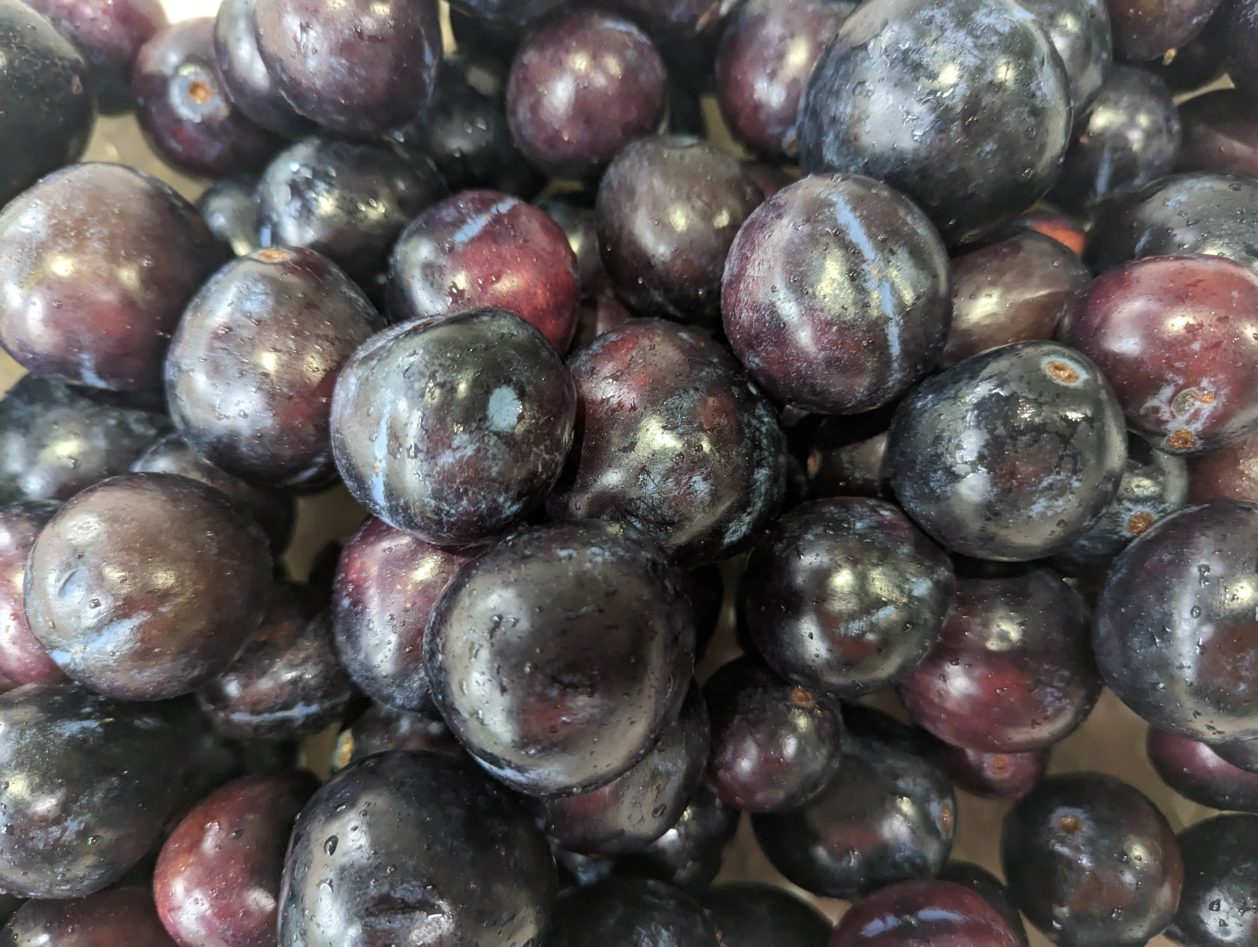 Frozen Davidson Plum Fruit (15kg) - Image 2