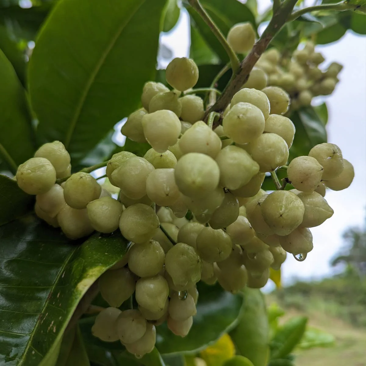Frozen Lemon Aspen Fruit (1kg) - Image 2