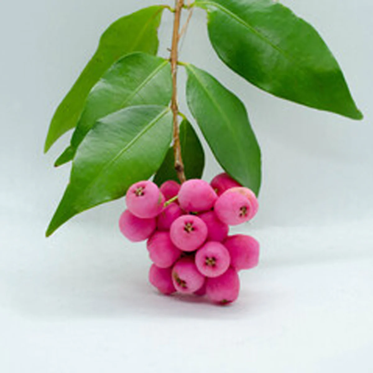 Native Fruits
